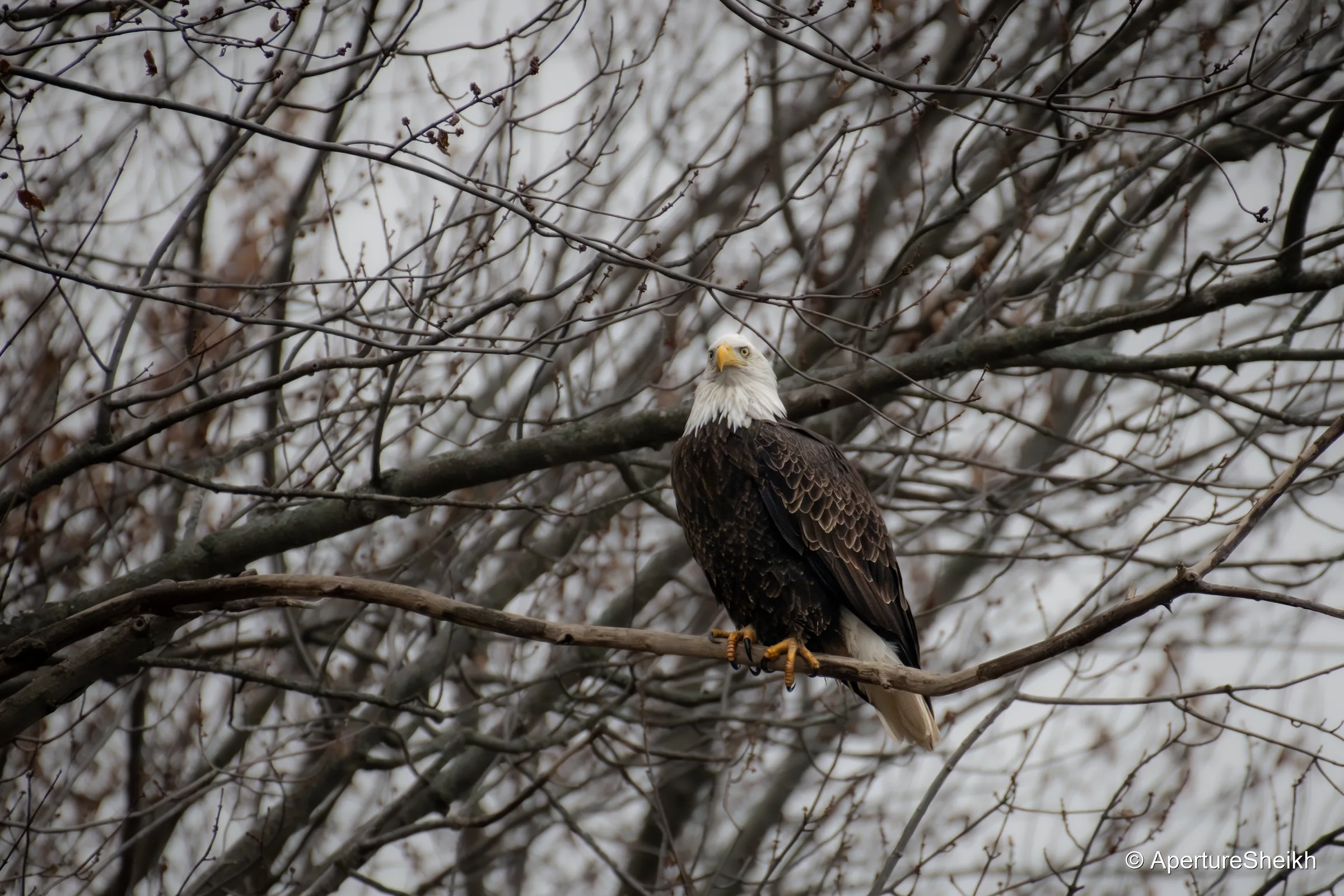 Perched Bald Eagle